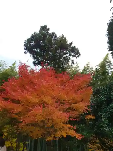 圓光寺(京都府)