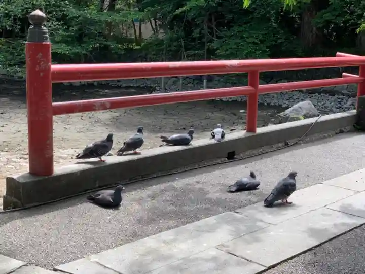 三嶋大社の動物