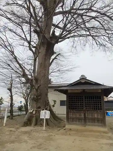 大桑神社の自然