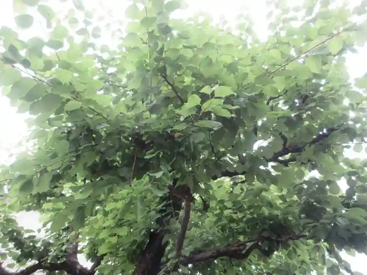 岡崎天満宮の自然