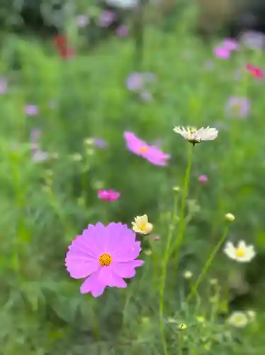 般若寺 ❁﻿コスモス寺❁の自然
