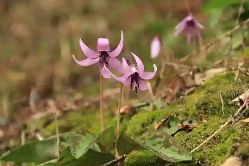 田村神社の自然