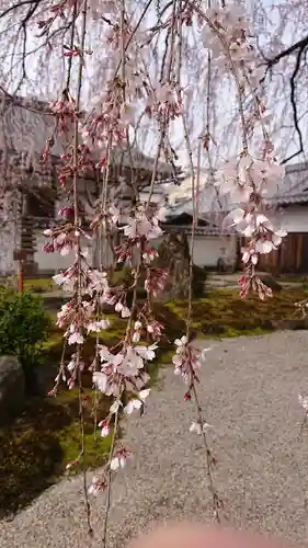 本満寺（本願満足寺）(京都府)
