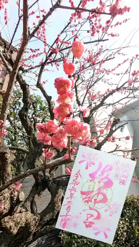 桜神宮の御朱印