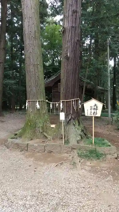 間々田八幡宮の自然
