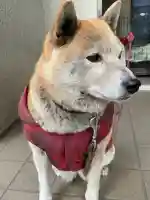 笠䅣稲荷神社の{uncategorized: "未分類", other: "その他", undefined: "問題あり", building: "その他建物", grave: "お墓", sacred_gate: "鳥居", guardian: "狛犬", statue: "像", buddha: "仏像", history: "歴史", nature: "自然", garden: "庭園", animal: "動物", pagoda: "塔", temizu: "手水舎", mountain_gate: "山門・神門", sanctuary: "本殿・本堂", subordinate: "末社・摂社", art: "芸術", scenery: "景色", jizo: "地蔵", ema: "絵馬", goshuin: "御朱印", omikuji: "おみくじ", items: "授与品その他", amulet: "お守り", goshuincho: "御朱印帳", eats: "食事", festival: "お祭り", votive_dance: "神楽", shichigosan: "七五三参", wedding: "結婚式", experience: "体験その他", initially: "初詣", around: "周辺", anti_infection: "感染症対策"}