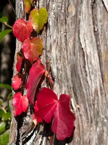 須山浅間神社(静岡県)