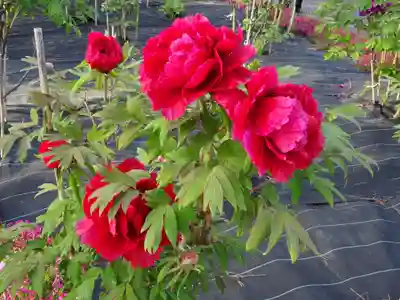 牡丹稲荷神社の自然