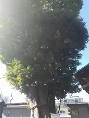 熊野神社の自然