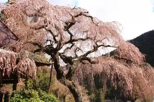 西光寺の自然