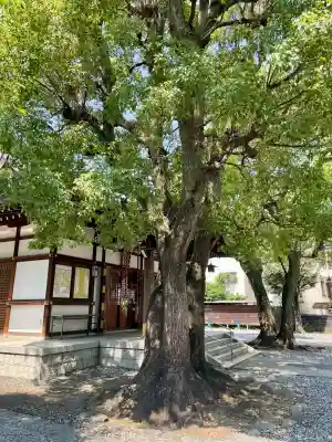 橘樹神社(神奈川県)