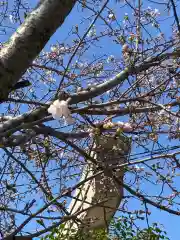 總社 和田八幡宮の自然