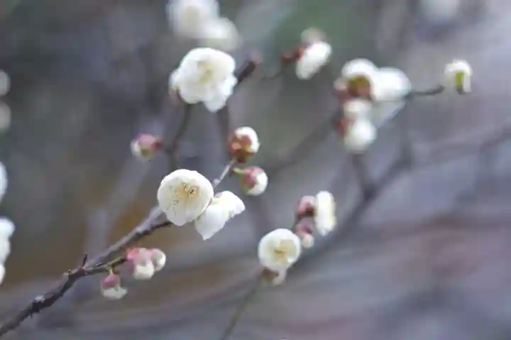 妙顯寺(妙顕寺)(京都府)