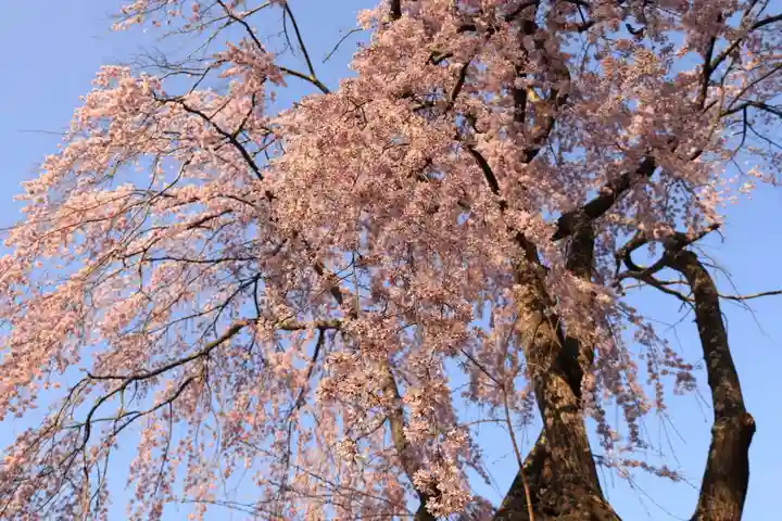 愛宕神社の自然
