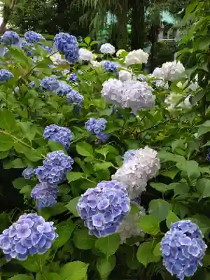本郷氷川神社(東京都)