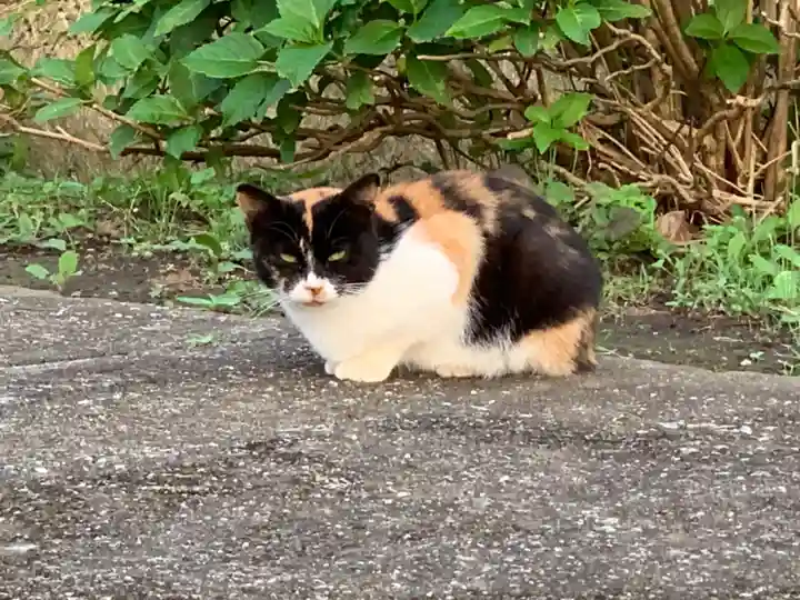 玉﨑神社の動物