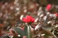 開成山大神宮の自然