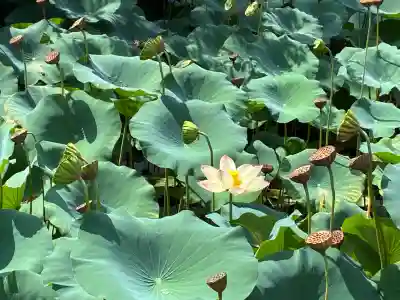 知恩院(京都府)