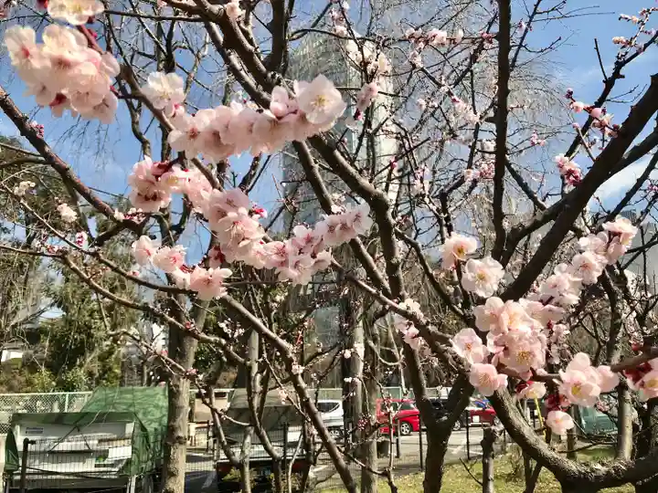 芝東照宮の自然