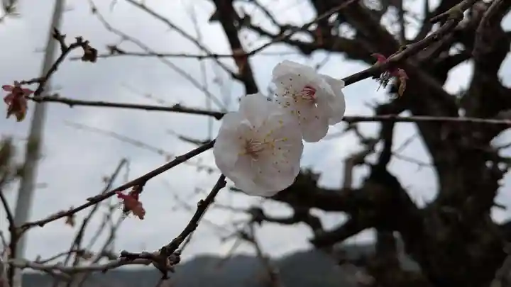 龍岡寺の自然