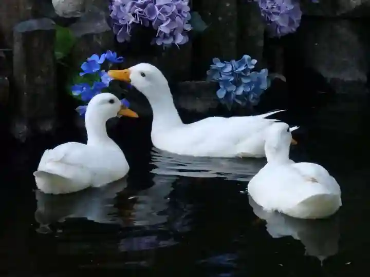 楽法寺(雨引観音)(茨城県)