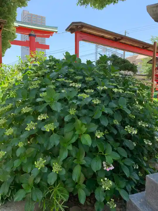 尼崎えびす神社の自然