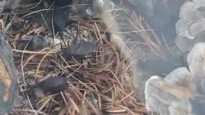 三津厳島神社(愛媛県)