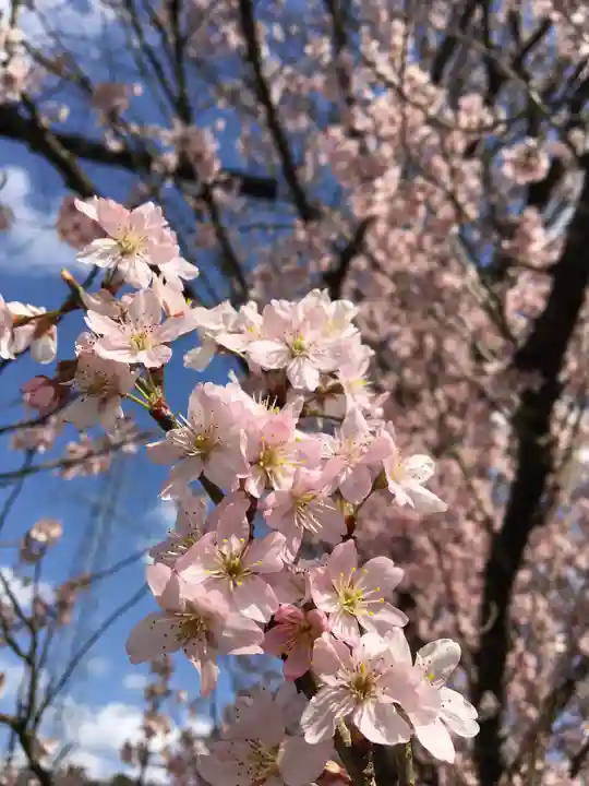 八幡神社の自然