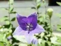 晴明神社(京都府)