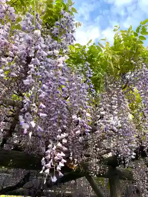 亀戸天神社(東京都)