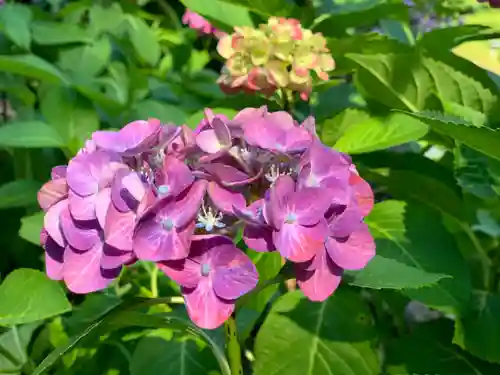 三室戸寺の自然