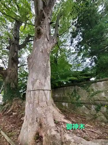 神炊館神社 ⁂奥州須賀川総鎮守⁂(福島県)