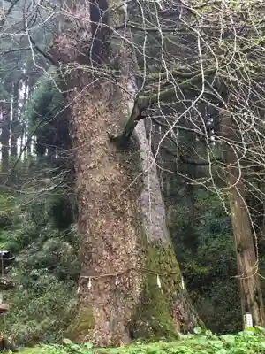 鷹屋神社の自然