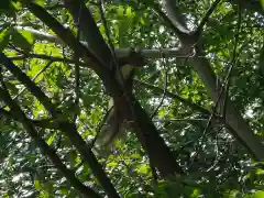 札幌伏見稲荷神社の動物