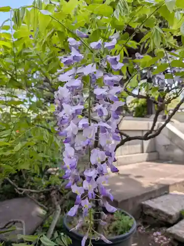 圓照寺(東京都)