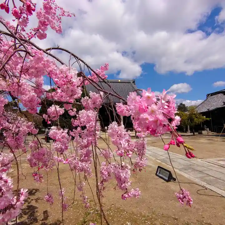 妙顯寺(妙顕寺)(京都府)