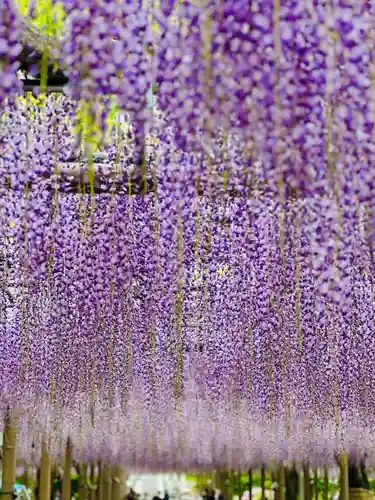 曼陀羅寺の自然