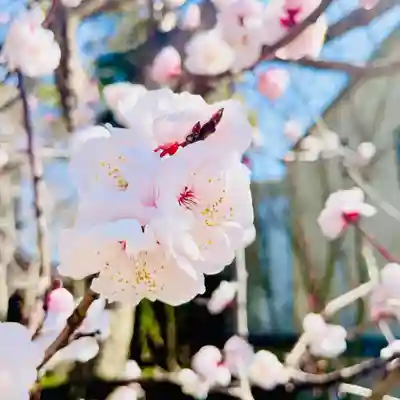 現人神社の自然