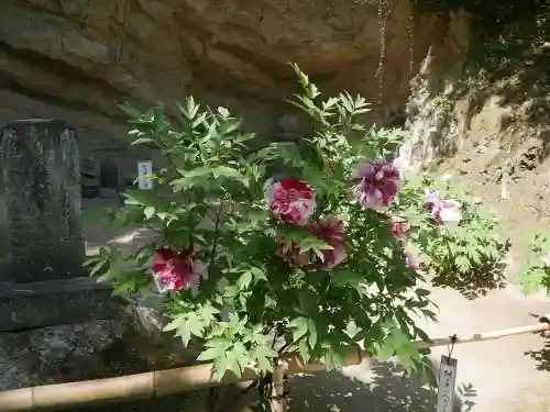 長壽寺（長寿寺）の自然