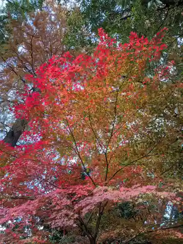 阿佐ヶ谷神明宮(東京都)