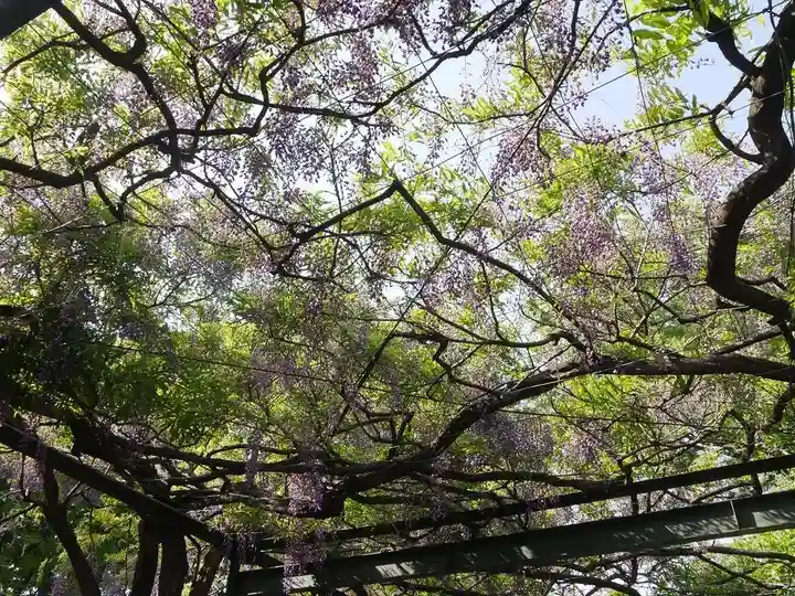 國領神社の自然