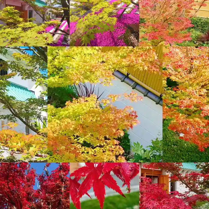 寿量山 速成寺の自然