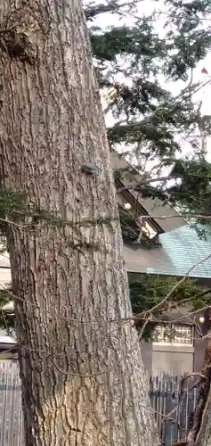 千歳神社の動物