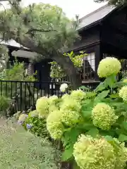 新琴似神社の自然