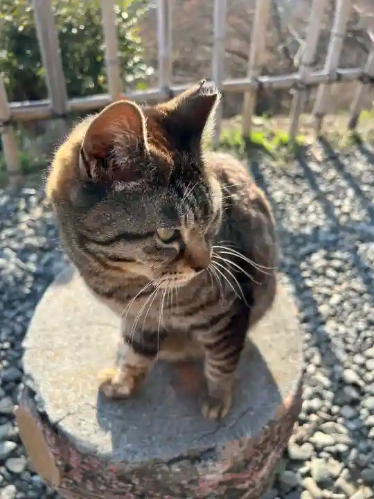 唐澤山神社の{uncategorized: "未分類", other: "その他", undefined: "問題あり", building: "その他建物", grave: "お墓", sacred_gate: "鳥居", guardian: "狛犬", statue: "像", buddha: "仏像", history: "歴史", nature: "自然", garden: "庭園", animal: "動物", pagoda: "塔", temizu: "手水舎", mountain_gate: "山門・神門", sanctuary: "本殿・本堂", subordinate: "末社・摂社", art: "芸術", scenery: "景色", jizo: "地蔵", ema: "絵馬", goshuin: "御朱印", omikuji: "おみくじ", items: "授与品その他", amulet: "お守り", goshuincho: "御朱印帳", eats: "食事", festival: "お祭り", votive_dance: "神楽", shichigosan: "七五三参", wedding: "結婚式", experience: "体験その他", initially: "初詣", around: "周辺", anti_infection: "感染症対策"}