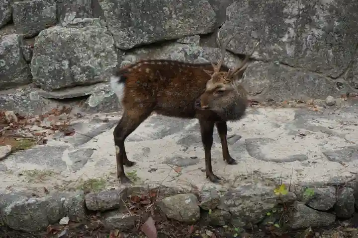 厳島神社の動物