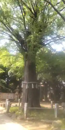 赤坂氷川神社(東京都)