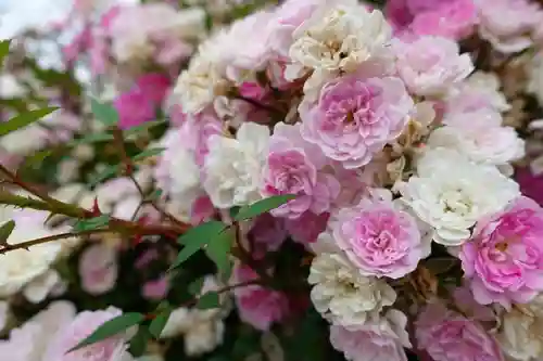 霊山寺の自然