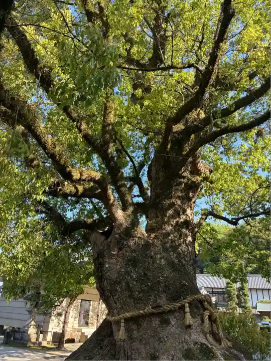 観音寺(香川県)