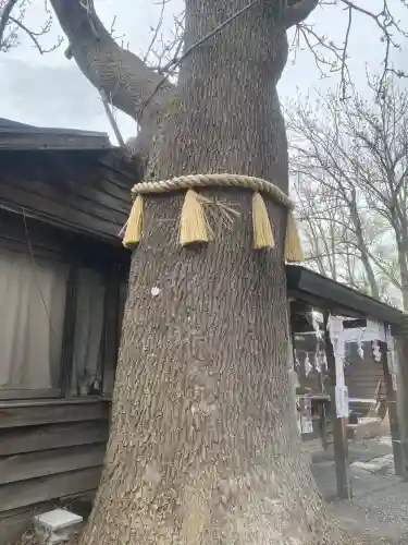 札幌諏訪神社の自然